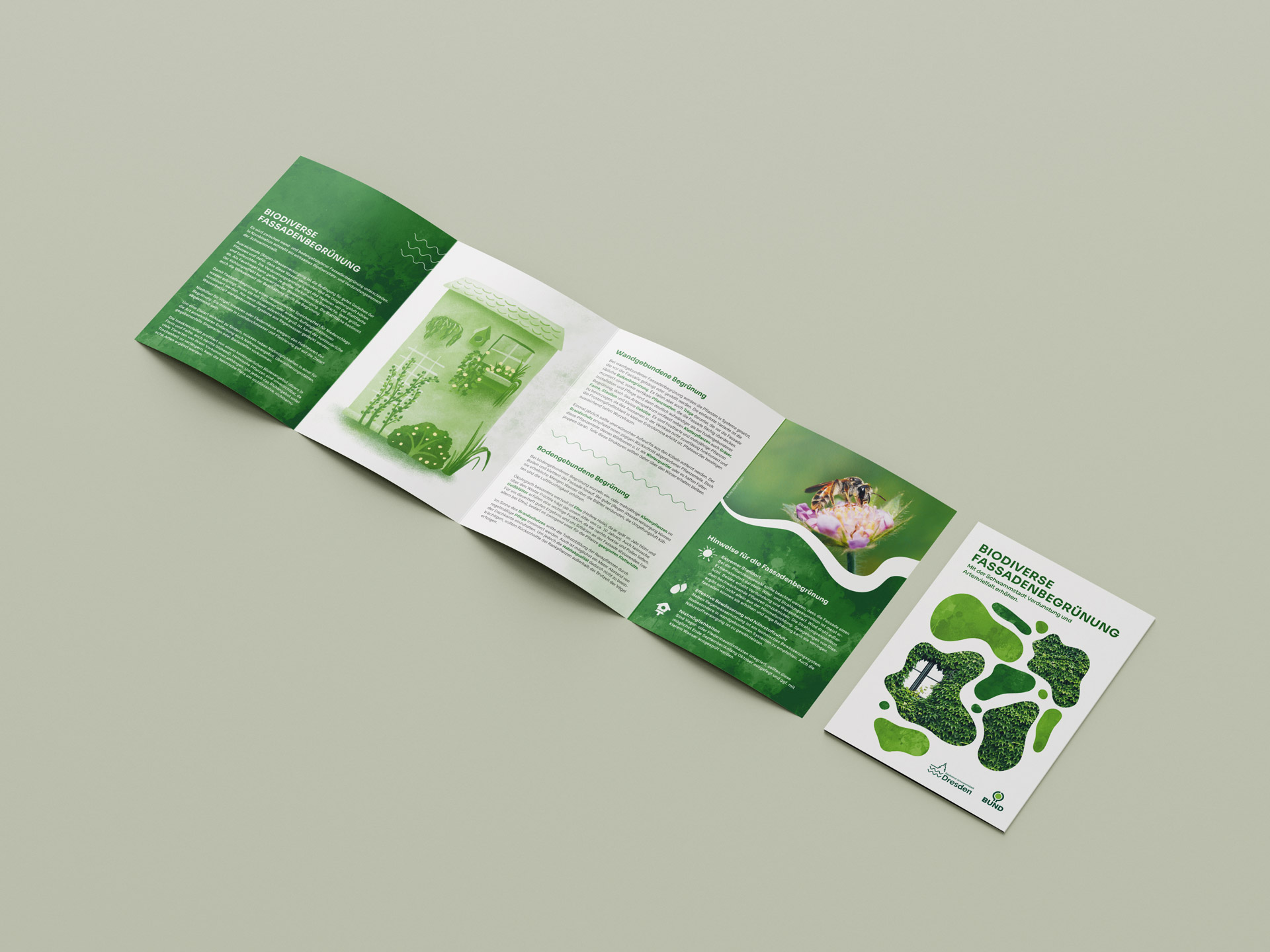 Faltblatt zum Thema biodiverse Fassadenbegrünung mit Texten, Illustration einer Fassadenbegrünung und den verschiedenen Zonen und verschiedenen Bildern