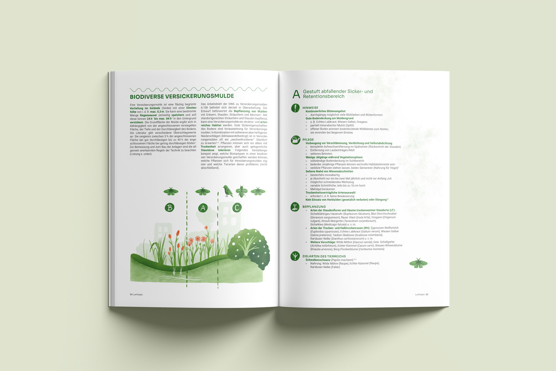 Doppelseitige Broschüre zum Projekt 'Biodiverse Schwammstadt' mit Text und Illustrationen einer Versickerungsmulde sowie Pflanzen- und Tierarten