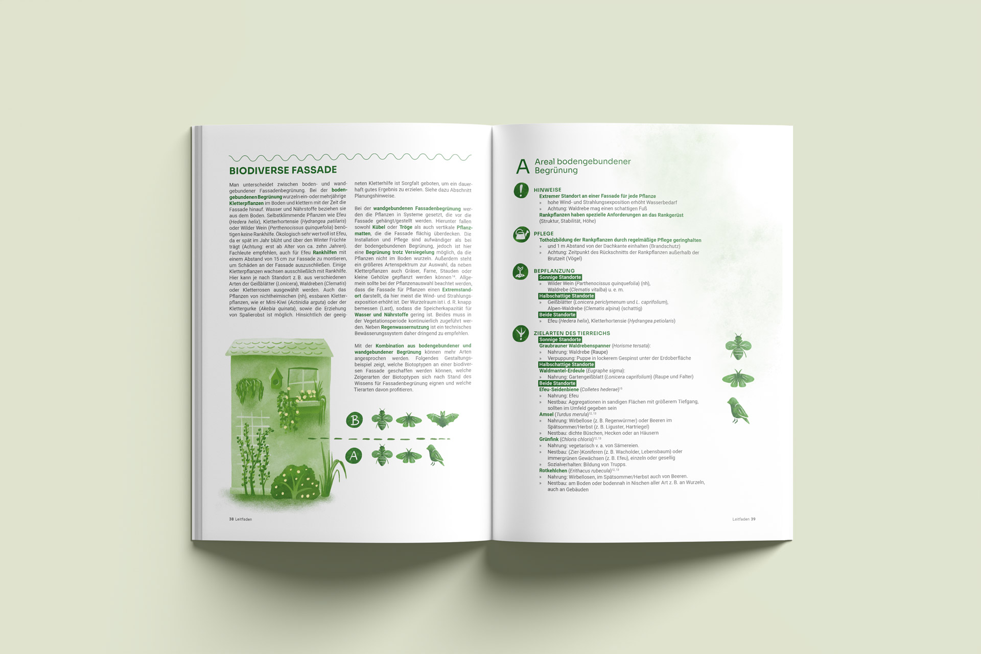 Doppelseitige Broschüre zum Projekt 'Biodiverse Schwammstadt' mit Text und Illustrationen einer Fassadenbegrünung sowie Pflanzen- und Tierarten