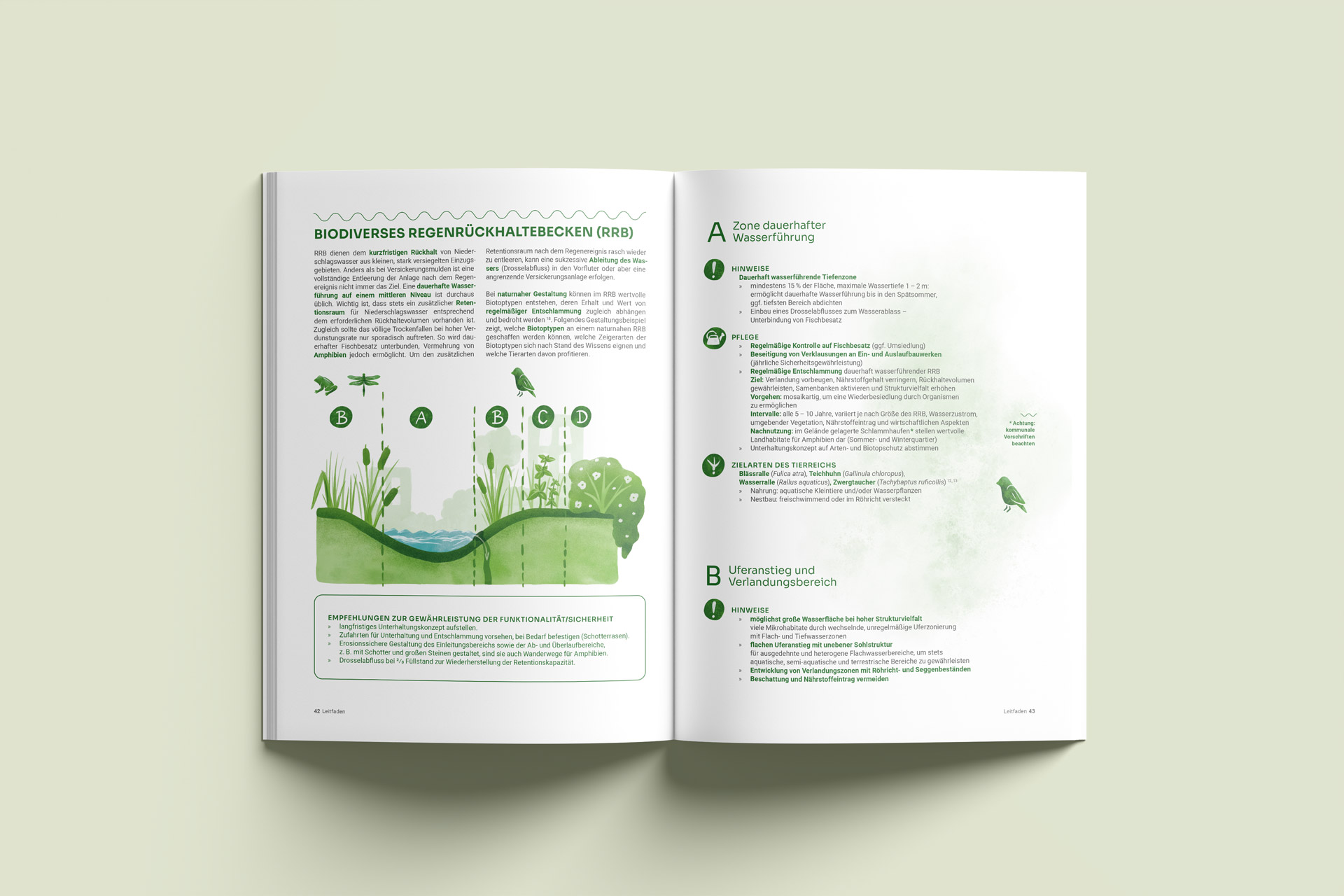Doppelseitige Broschüre zum Projekt 'Biodiverse Schwammstadt' mit Text und Illustrationen eines Regenrückhaltebeckens sowie Pflanzen- und Tierarten